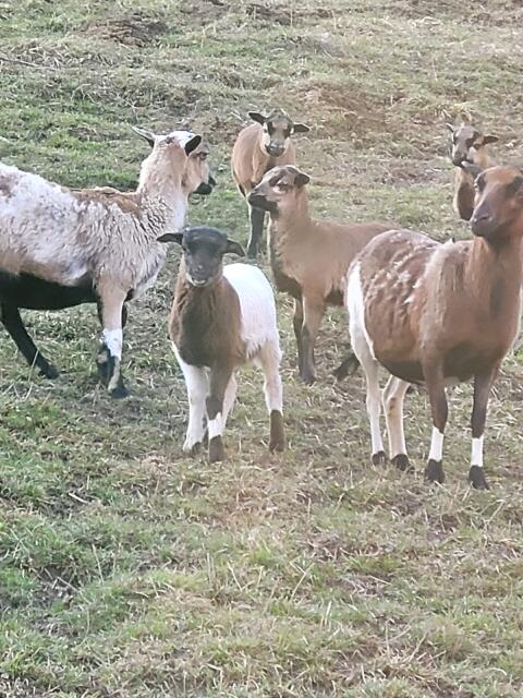 2 x  junge Kamerun Böcke ab April