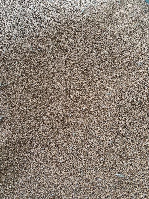 Triticale Bio Ernte 2025 10-12 m³