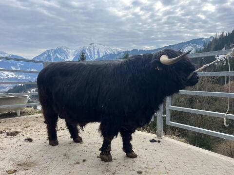 Zuchtstier Hochlandrind