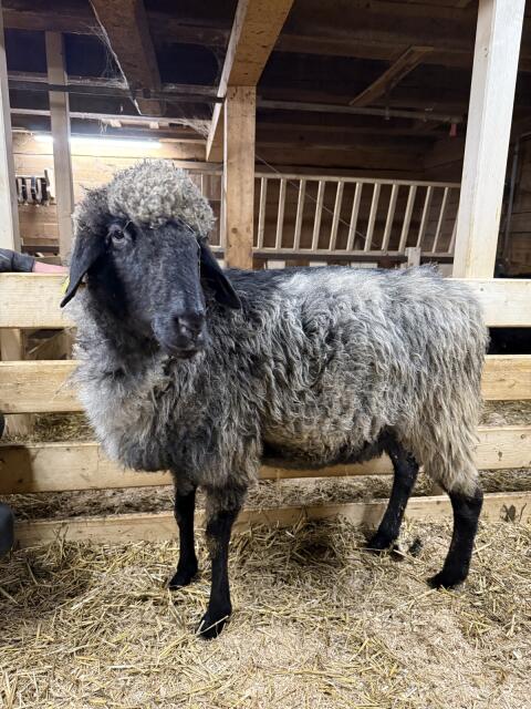 Tiroler Steinschaf nicht HB fähig