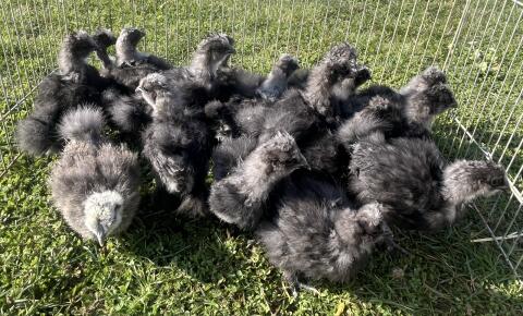 Seidenhuhn und Zwerg Wyandotten Küken