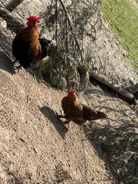 Zwerghähne abzugeben