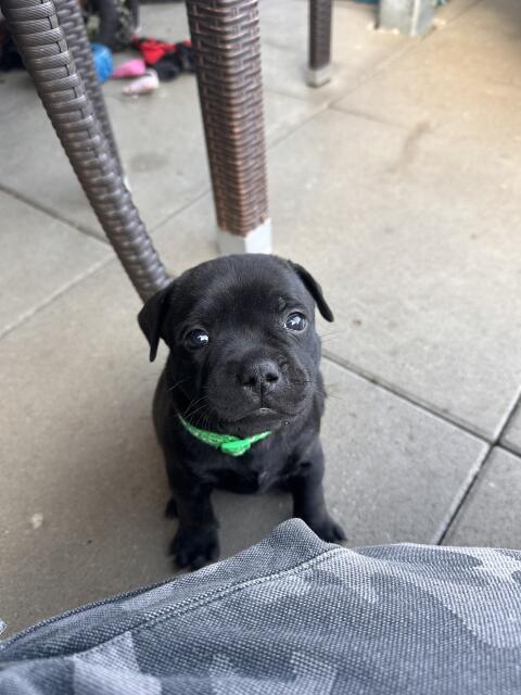 Staffbull Welpen suchen liebevolles Zuhause