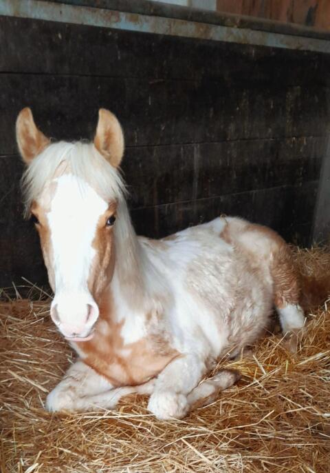 Paint Horse Stute