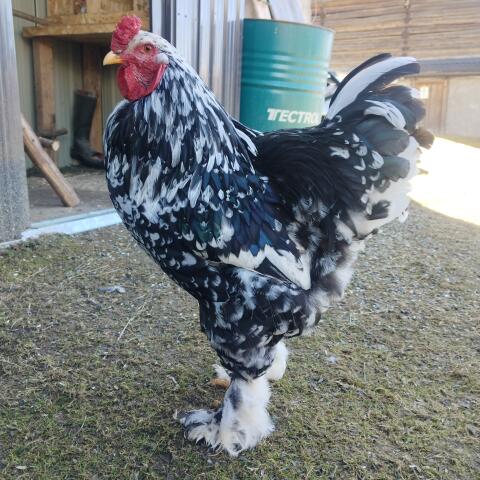 Junger Brahmahahn black mottled