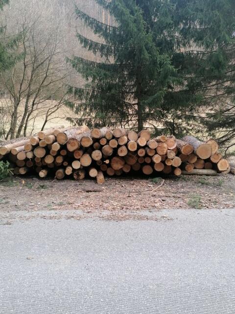 Föhren für Brennholz