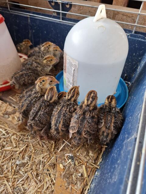 Wildfarbene Wachteln (männlich)