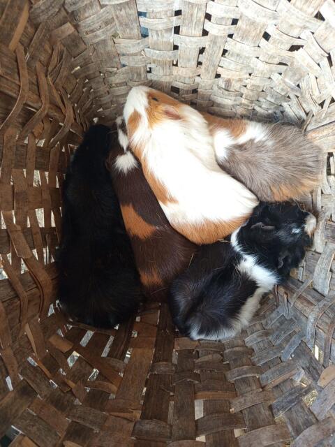 Meerschweinchen zum Verschenken