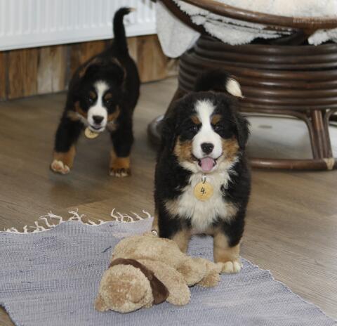 Swissy Hündin Langhaar Mini Berner