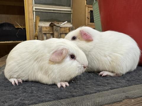 Meerschweinchen / Rassemeerschweinchen