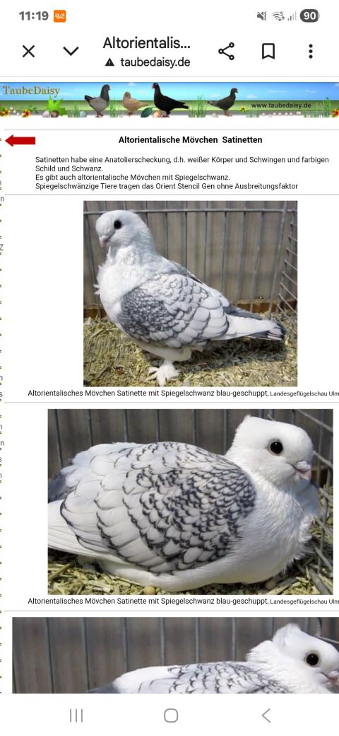 Altorientalische Mövchen