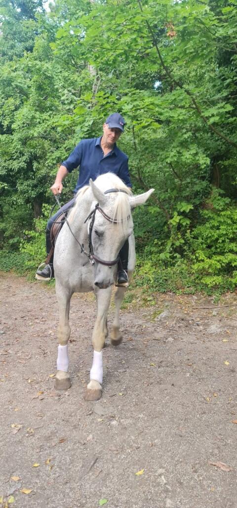 Zuchtstute bzw. Freizeitpferd