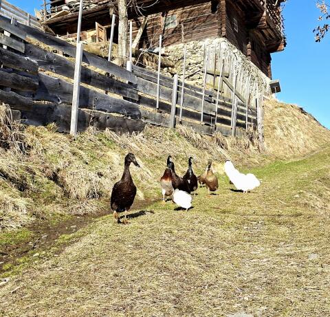 Laufenten