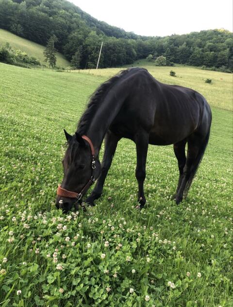 Bedingt reitbare Beisteller