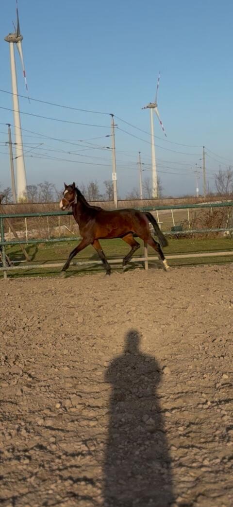 Springbetonter Hengst mit hervorragender Galoppade