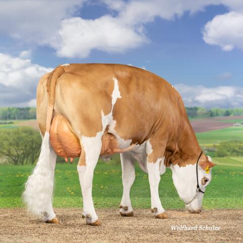 Hornloses Bio Zuchtstierkalb