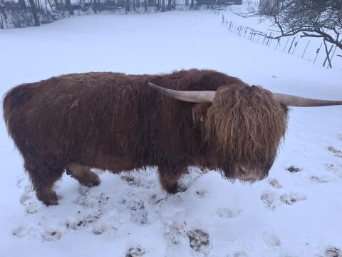 Hochlandrind-Stier