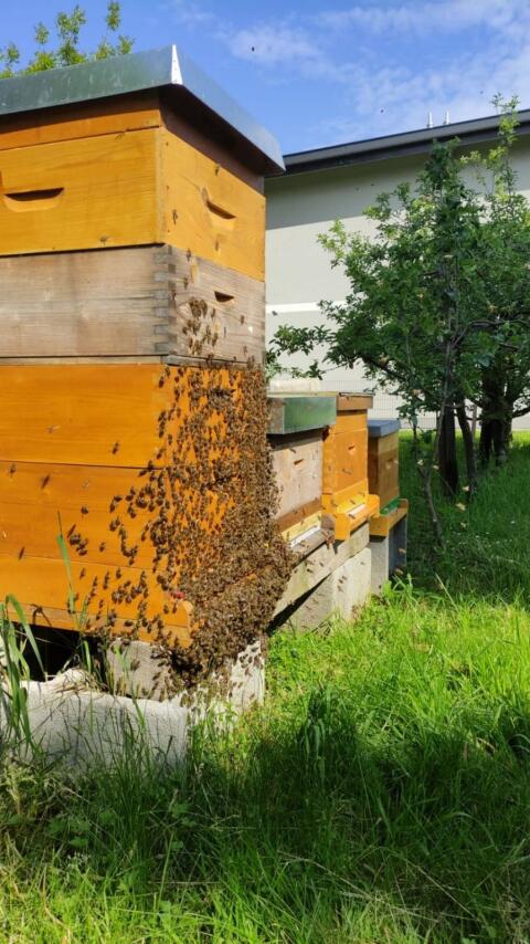 Wirtschaftsvölker Bienenvolk Zander Flachzarge