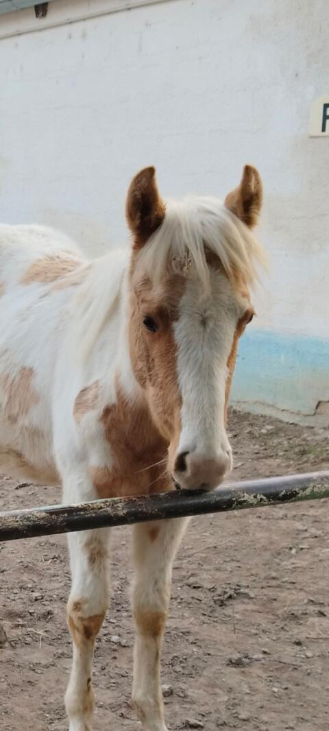 Paint Horse Stute