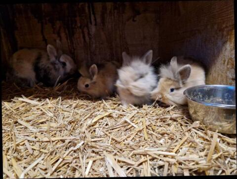 Löwenkopf-Zwerghasen