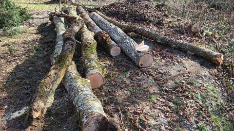 Rundholz, Stammholz, Brennholz