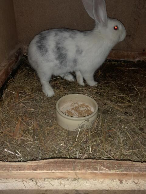 Deutscher Riesen Mix - Röhnfärbig