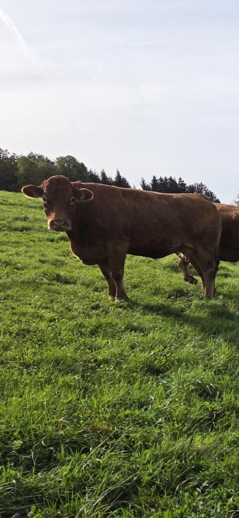 Reinrassige Herdebuch-Limousinkuh