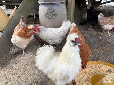 Junghähne zum Abgeben