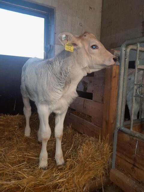 Verkaufe BS Zuchtkalb Bio