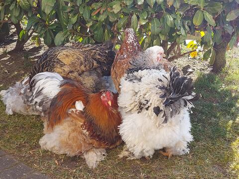 Brahma Bruteier, Eier, reinrassig, groß