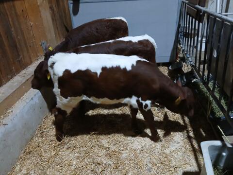 Original Pinzgauer Zuchtkalb, bio