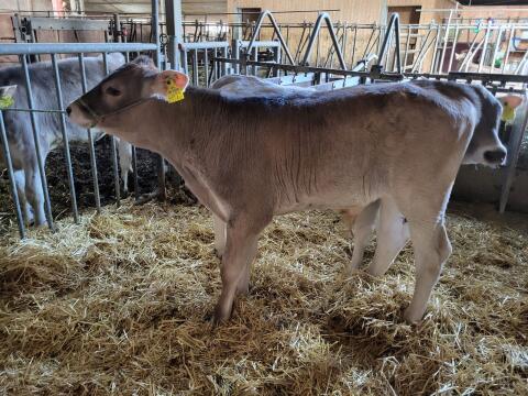Brown Swiss Zuchtstierkalb gGZW 131