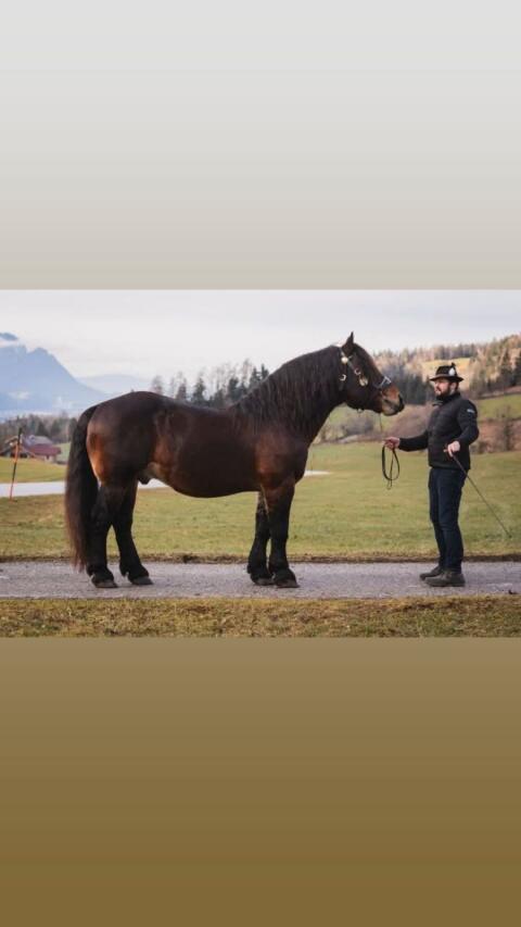 Noriker Deckhengste Müller Diamant Deckanzeige Verkauf