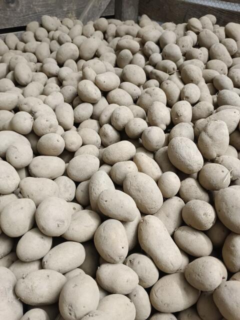 Bio-Kartoffel Simonetta 1 Nachbau