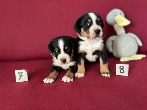 Reinrassige Große Schweizer Sennen