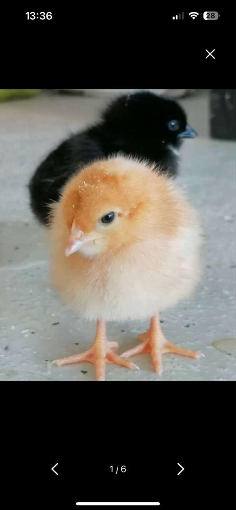 Küken, Tagesküken, Hühner