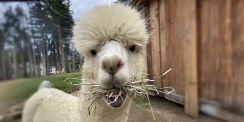 Alpakajunghengst - halfterführig - Hobbytier