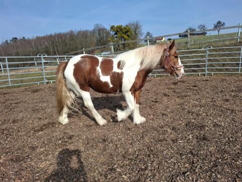 Perfect Beauty Tinker Warmblut Mix Stute