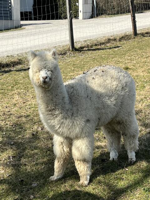 Alpakas Hengst und Stuten