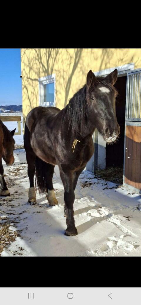 3-jähriger Norikerwallach