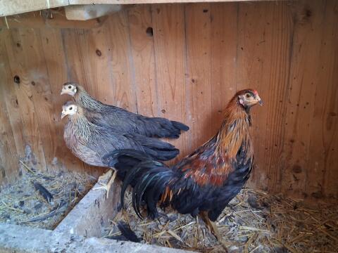 Deutsche Buschhühner