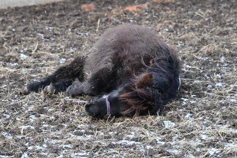 Original Shetlandpony Stutfohlen aus 2025