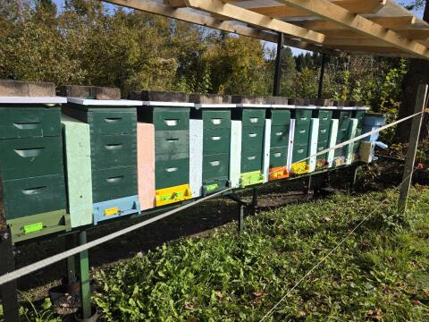 12 Stk Ableger - JUNGVÖLKER