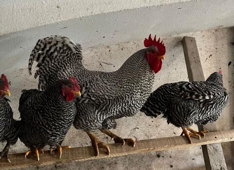 Amrock-Hahn inkl. Henne