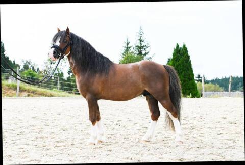 Deckanzeige 2026 Welsh A Cefnfedw Spring Equinox