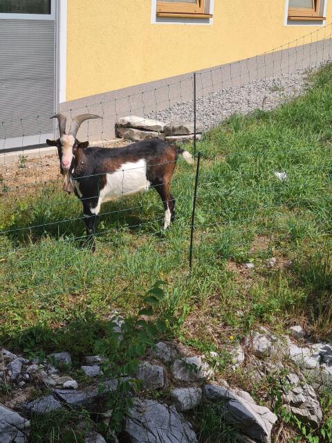 HB Tauernscheckenbock