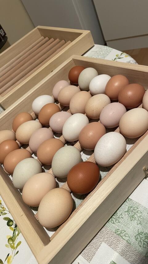 Bruteier von Rassemix-Hennen