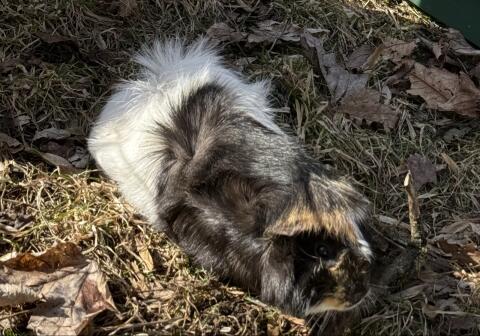 Meerschweinchenbock (unkastriert)