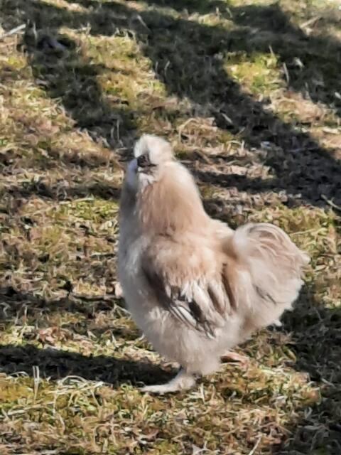 Seidenhähne zu verschenken