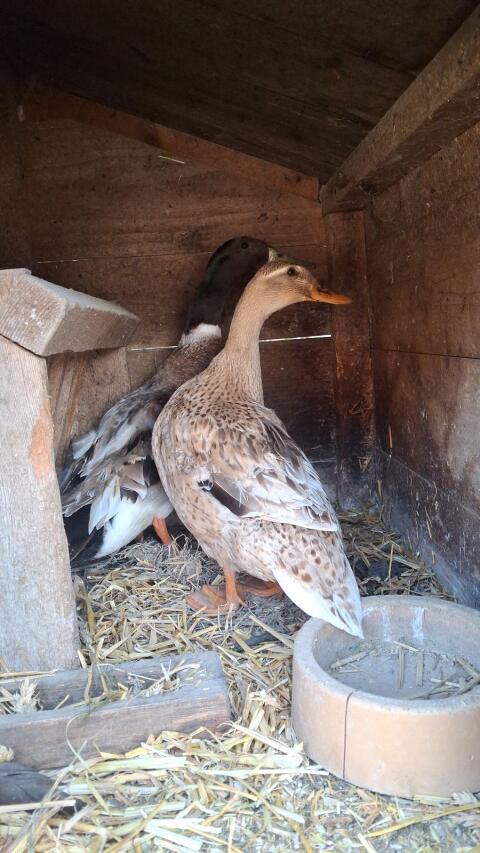 Enten